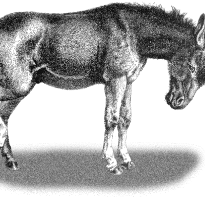 Puer and Senex in Midlife